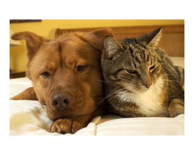 dogs and cats together. We#39;ll see soon. Cat#39;s and dogs