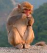 Cheeky Monkey