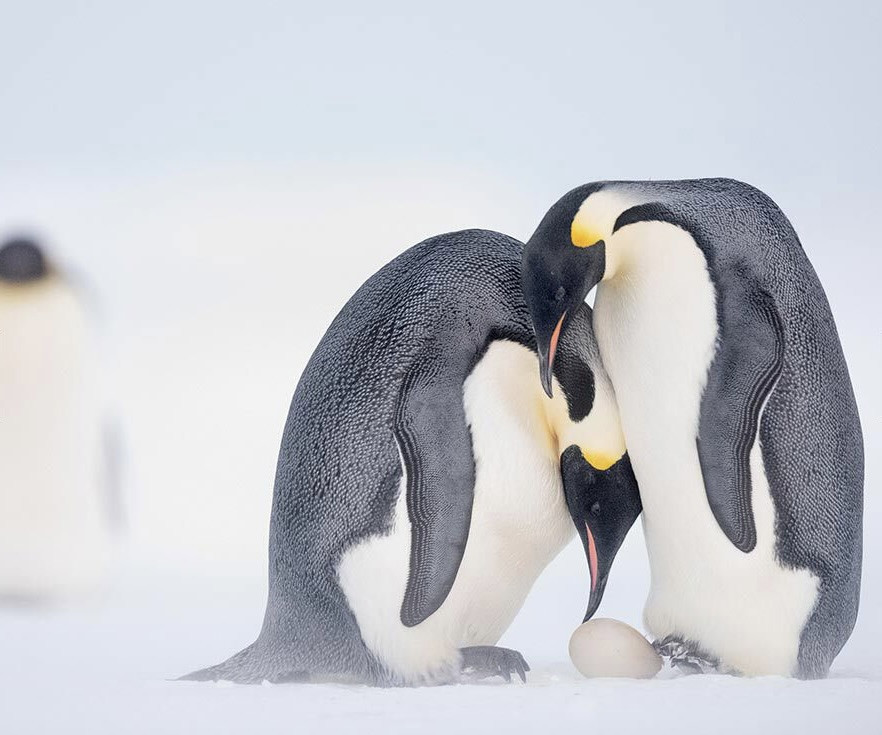 Click image for larger version

Name:	Penguin images.jpg
Views:	737
Size:	117.5 KB
ID:	953524
